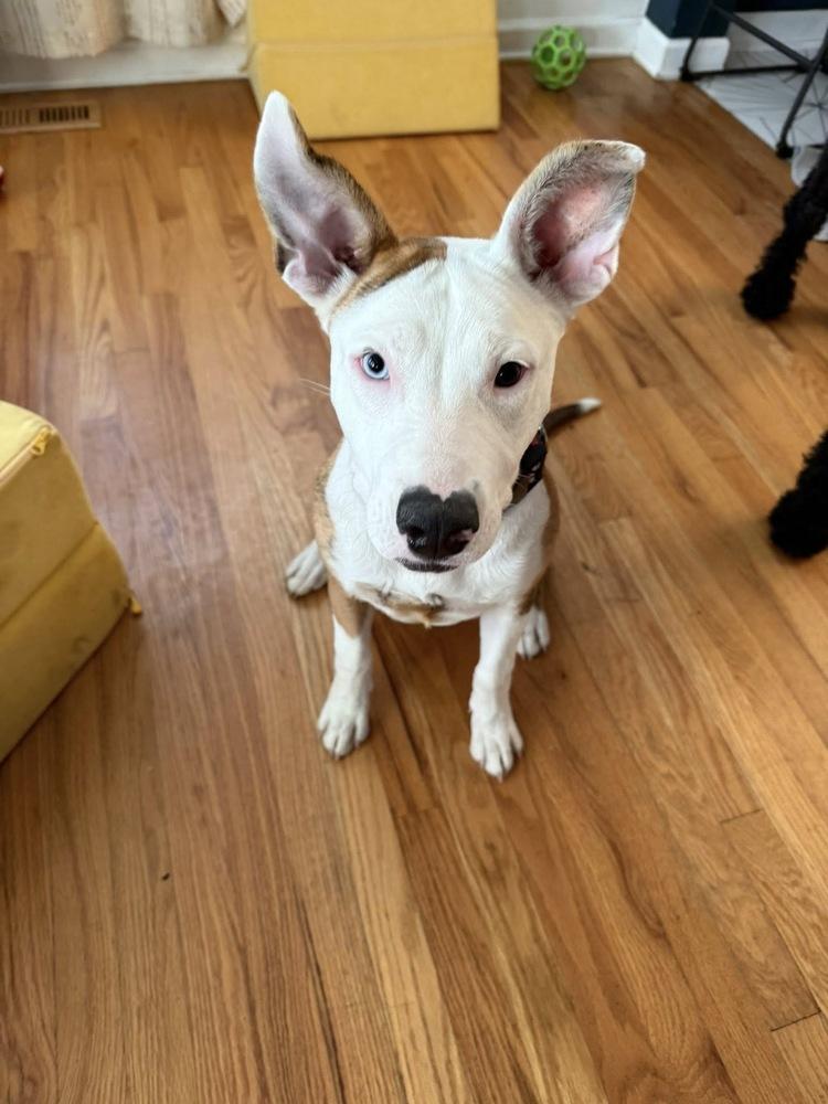 Enlarge Ally, a Adoptable mixed breed in Colorado Springs, CO image 2/2