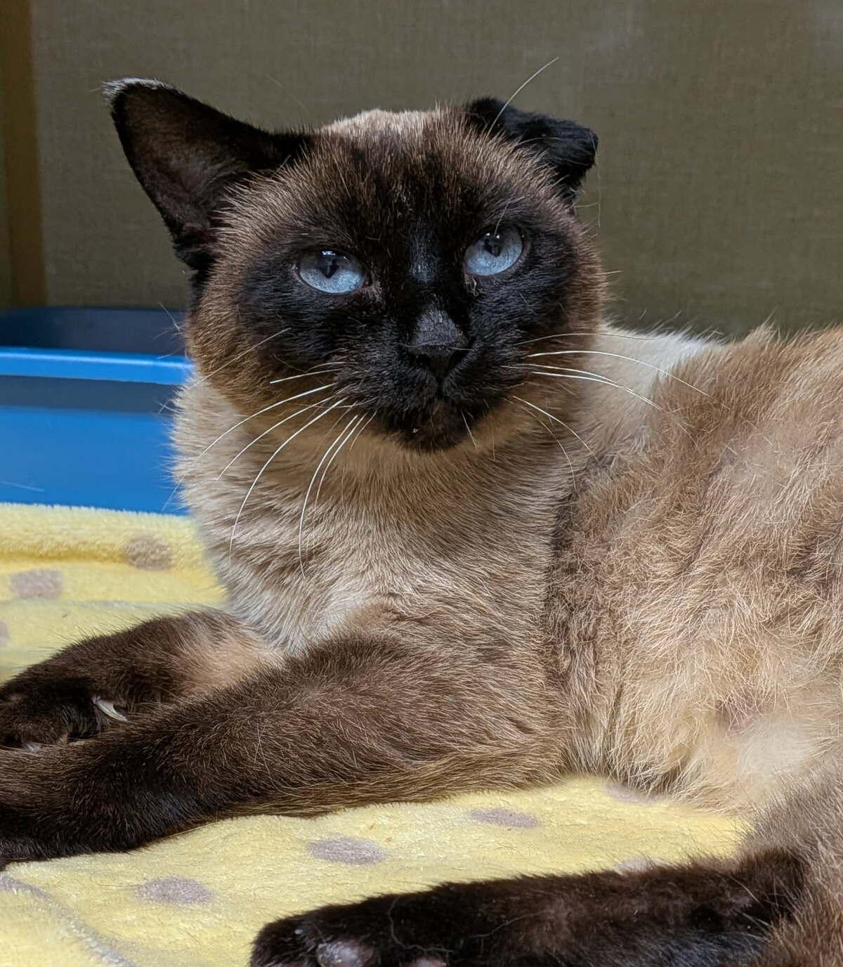 Garnet, Adoptable, Young Female Domestic Short Hair.