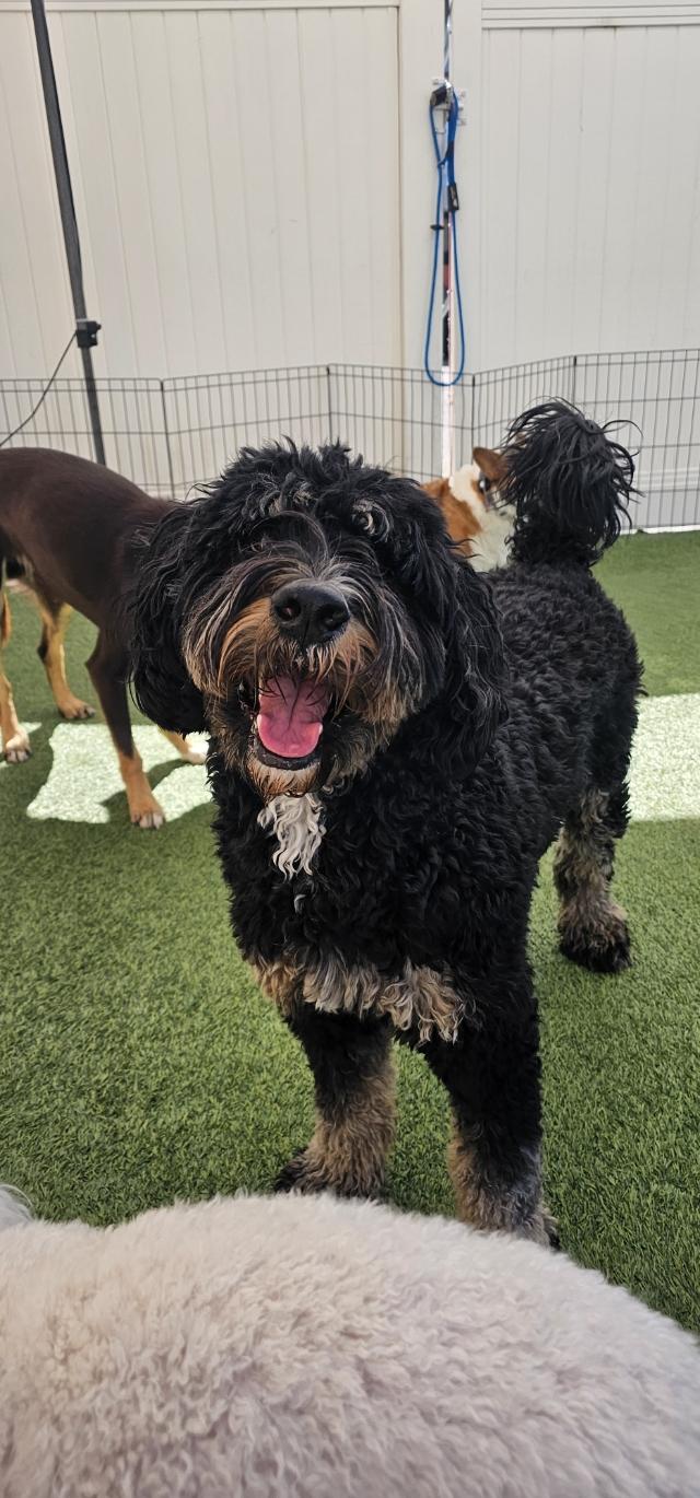 Lulu, ADOPTABLE, Young Female Bernadoodle.