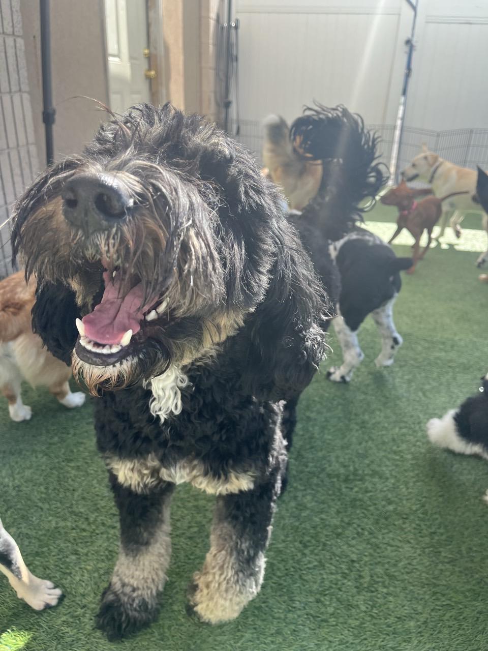 Lulu, a ADOPTABLE Bernadoodle in Orem, UT image 2/5