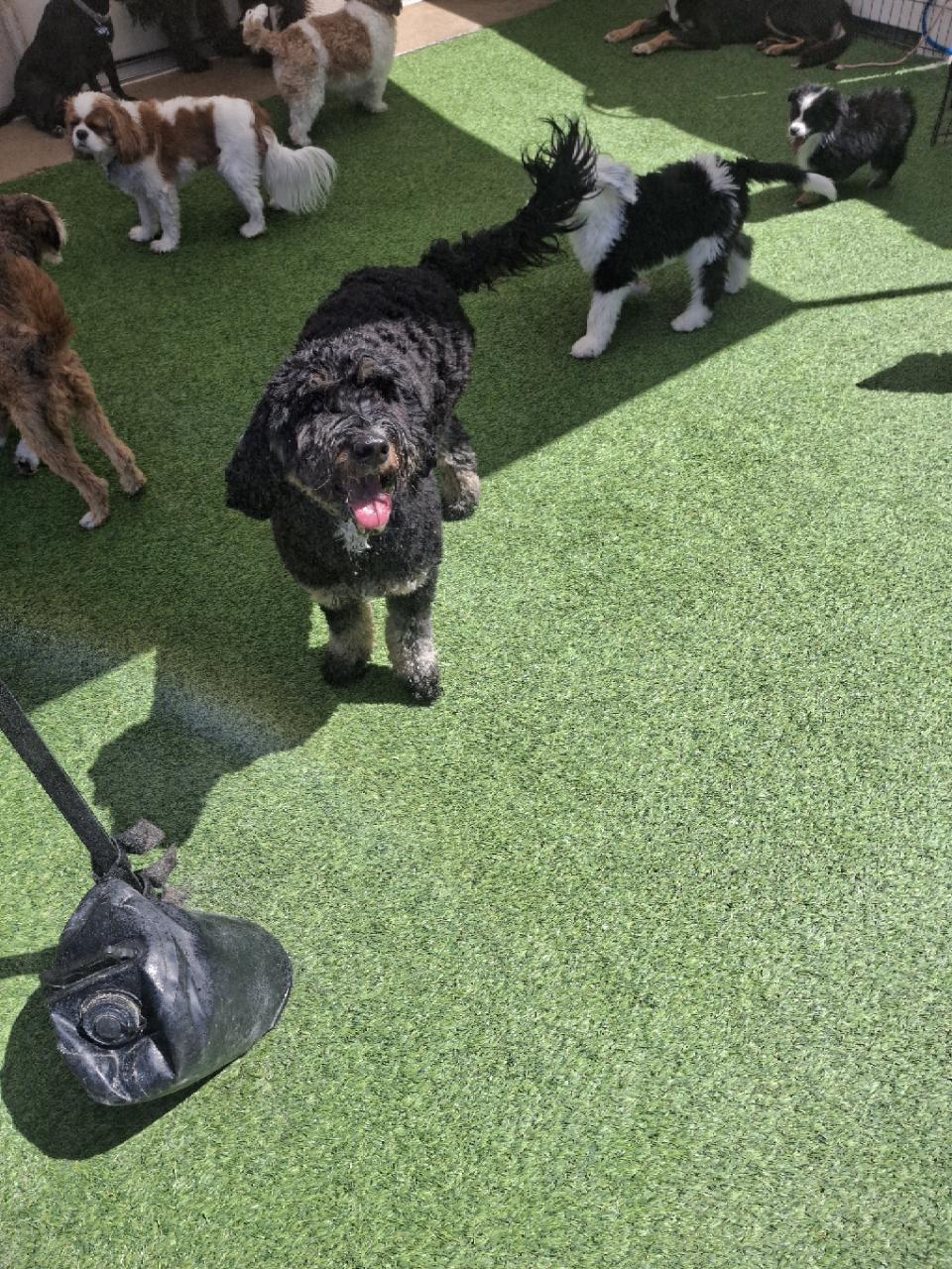 Lulu, a ADOPTABLE Bernadoodle in Orem, UT image 4/5