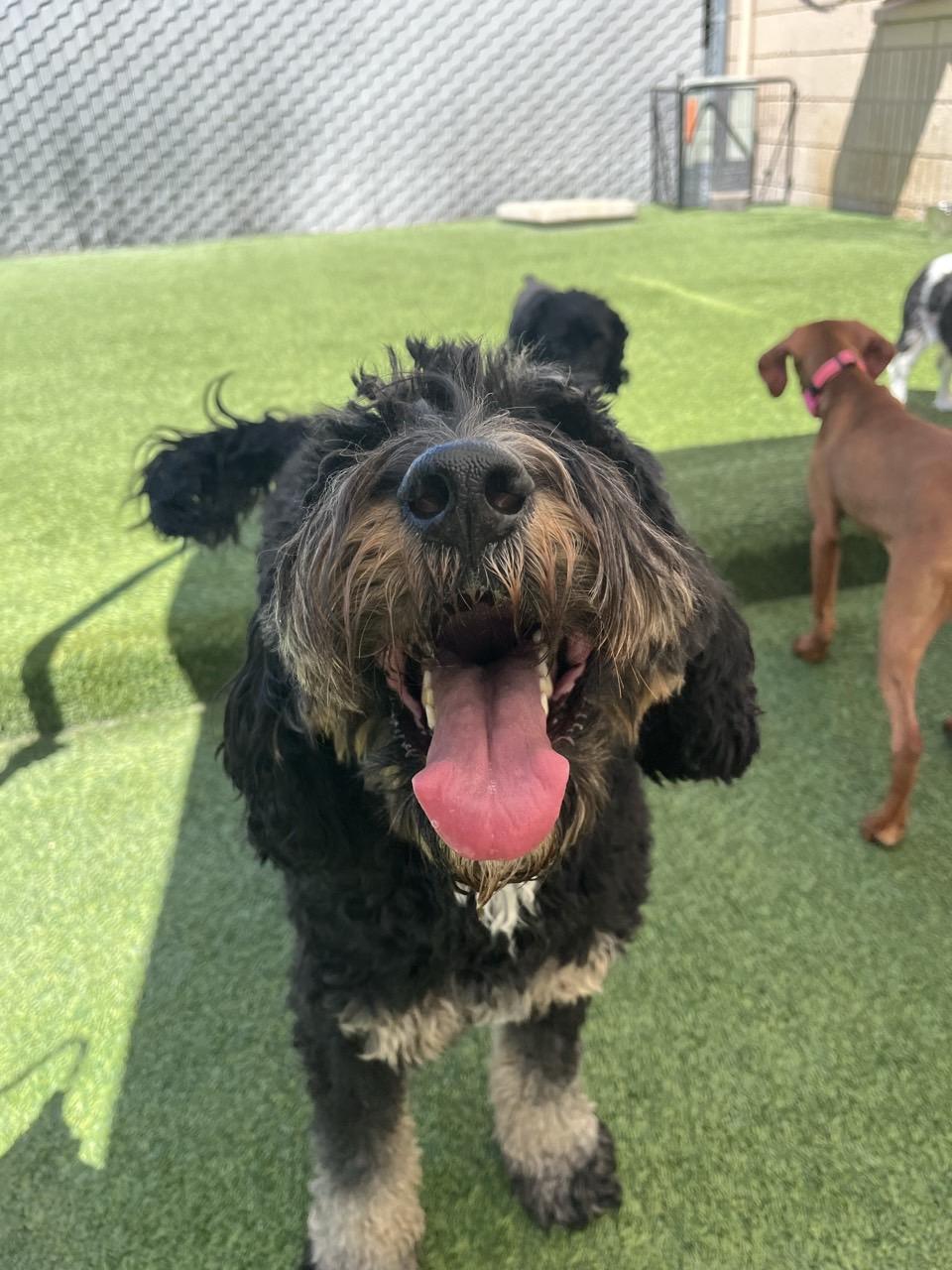 Lulu, a ADOPTABLE Bernadoodle in Orem, UT image 5/5