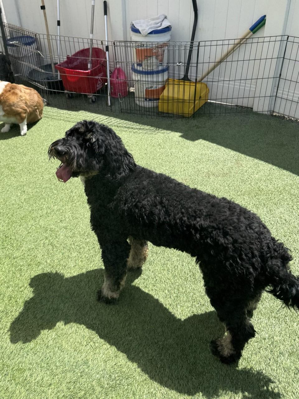 Lulu, a ADOPTABLE Bernadoodle in Orem, UT image 3/5