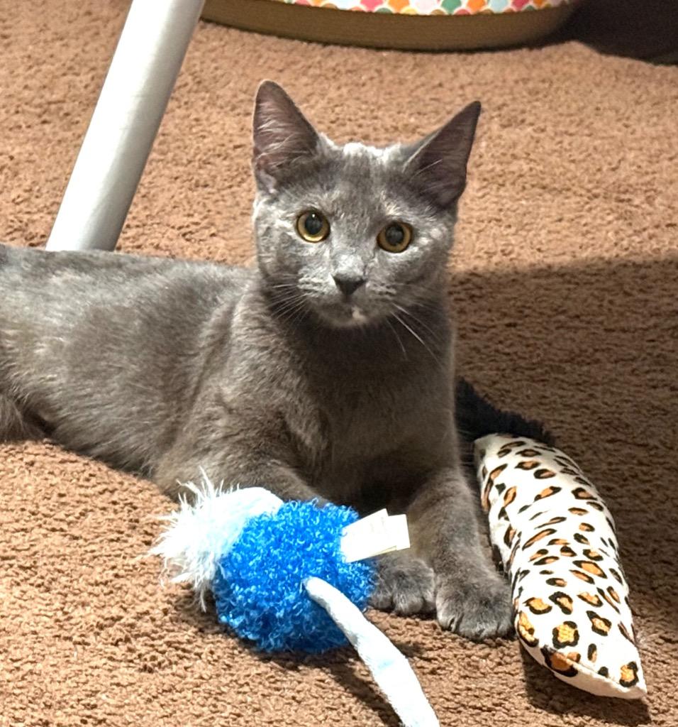 Nesta, Adoptable, Young Female Domestic Short Hair.