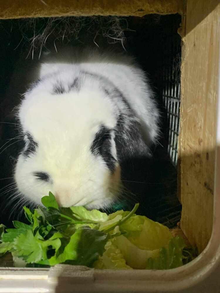 Pumba, Adoptable, Adult Male Mini Lop & Lop Eared.