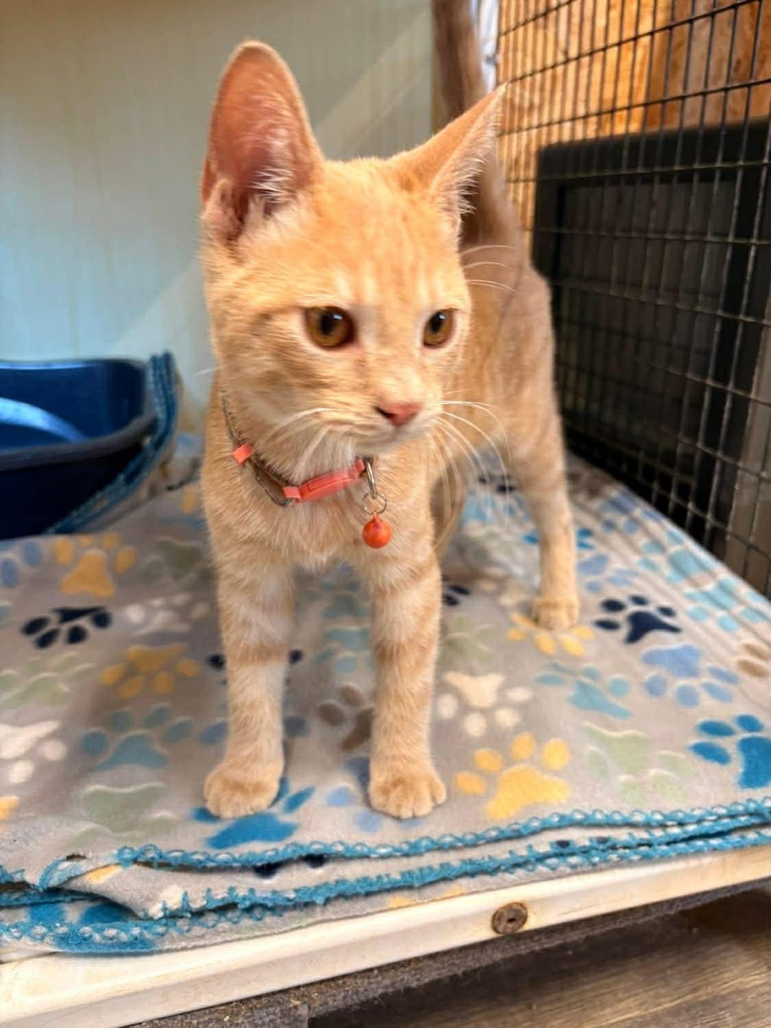 Frito, Adopted, Young Male Tabby.