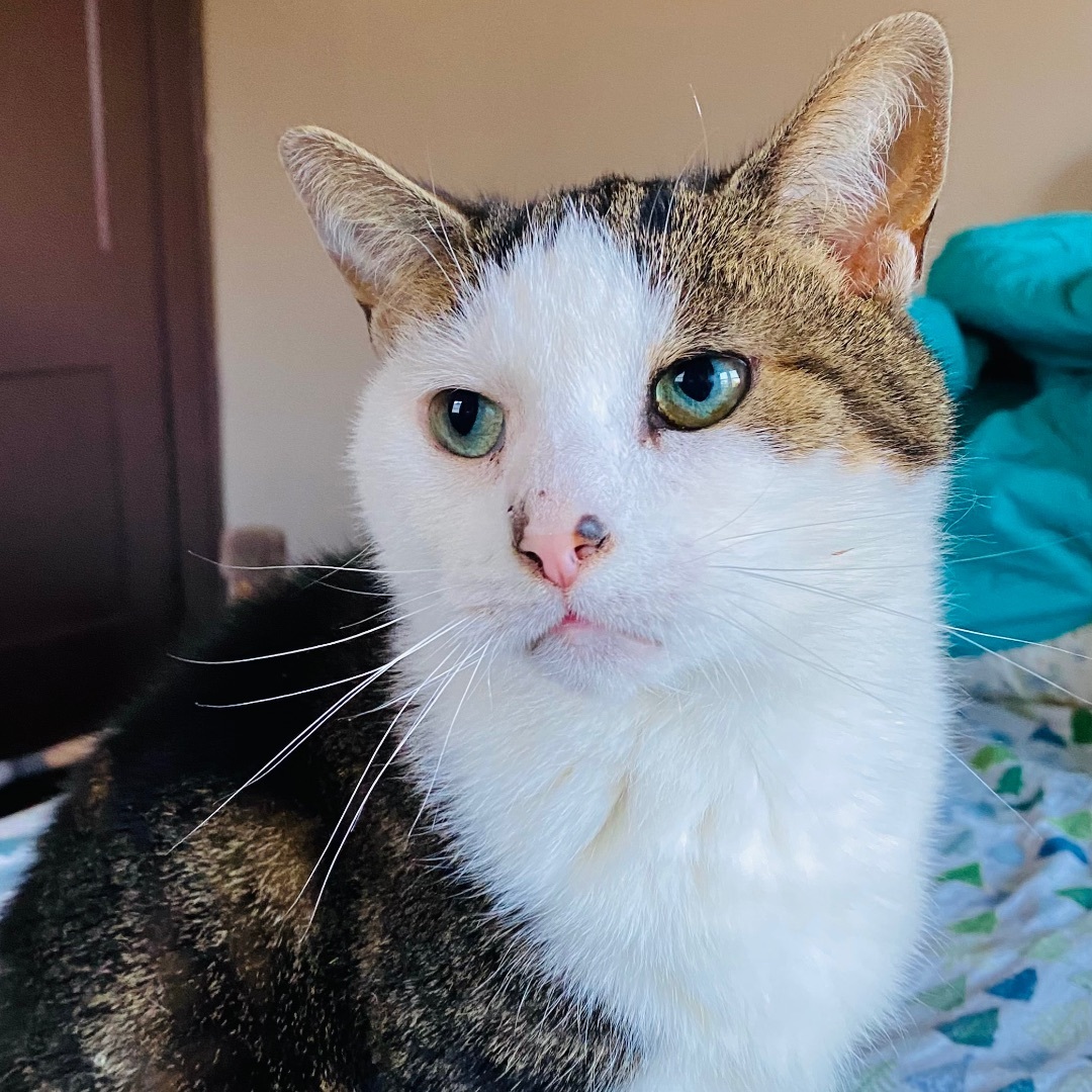 Connor, Adoptable, Adult Male American Shorthair.