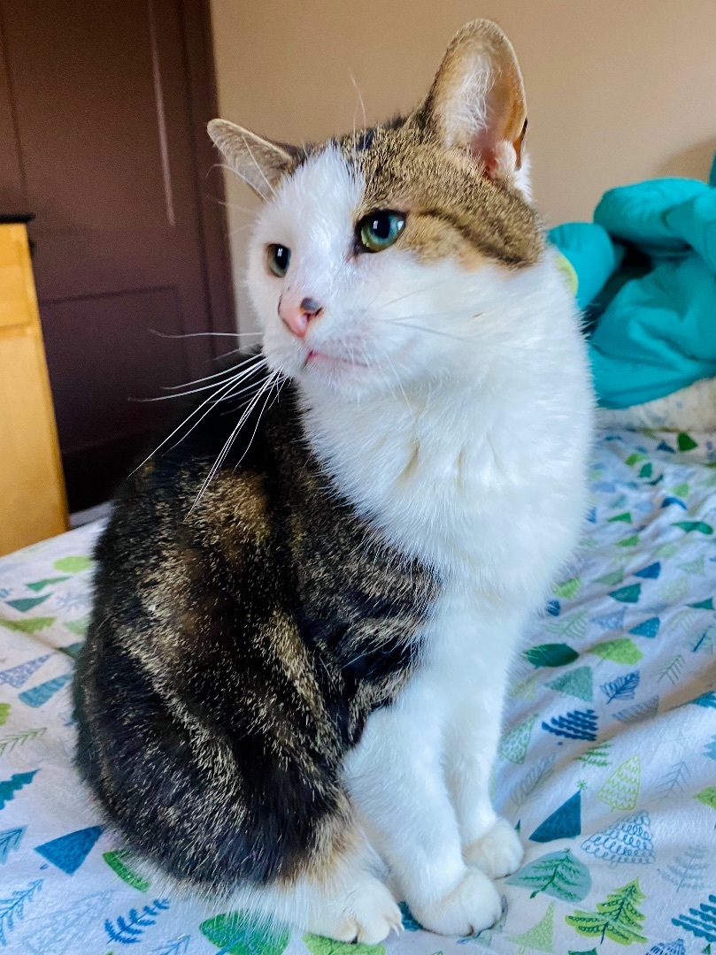 Enlarge Connor, a Adoptable American Shorthair in Akron, OH image 2/4