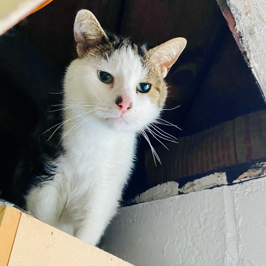 Enlarge Connor, a Adoptable American Shorthair in Akron, OH image 3/4