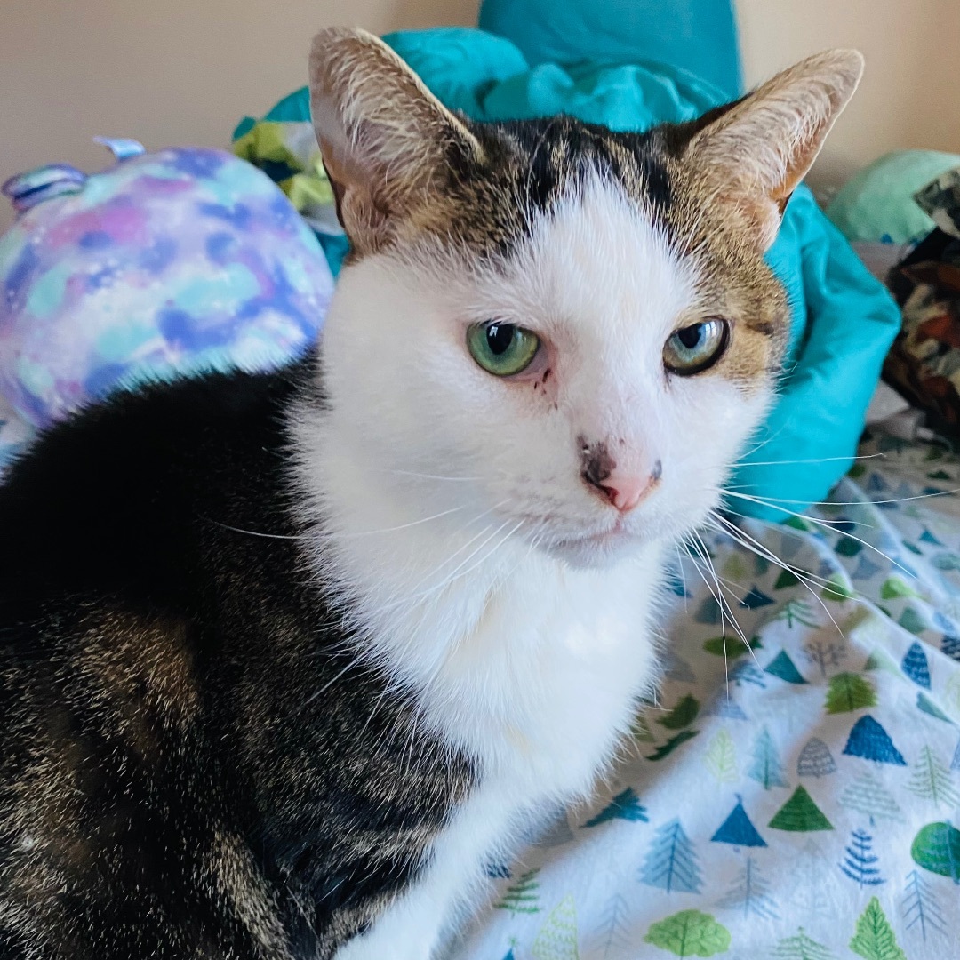 Enlarge Connor, a Adoptable American Shorthair in Akron, OH image 4/4