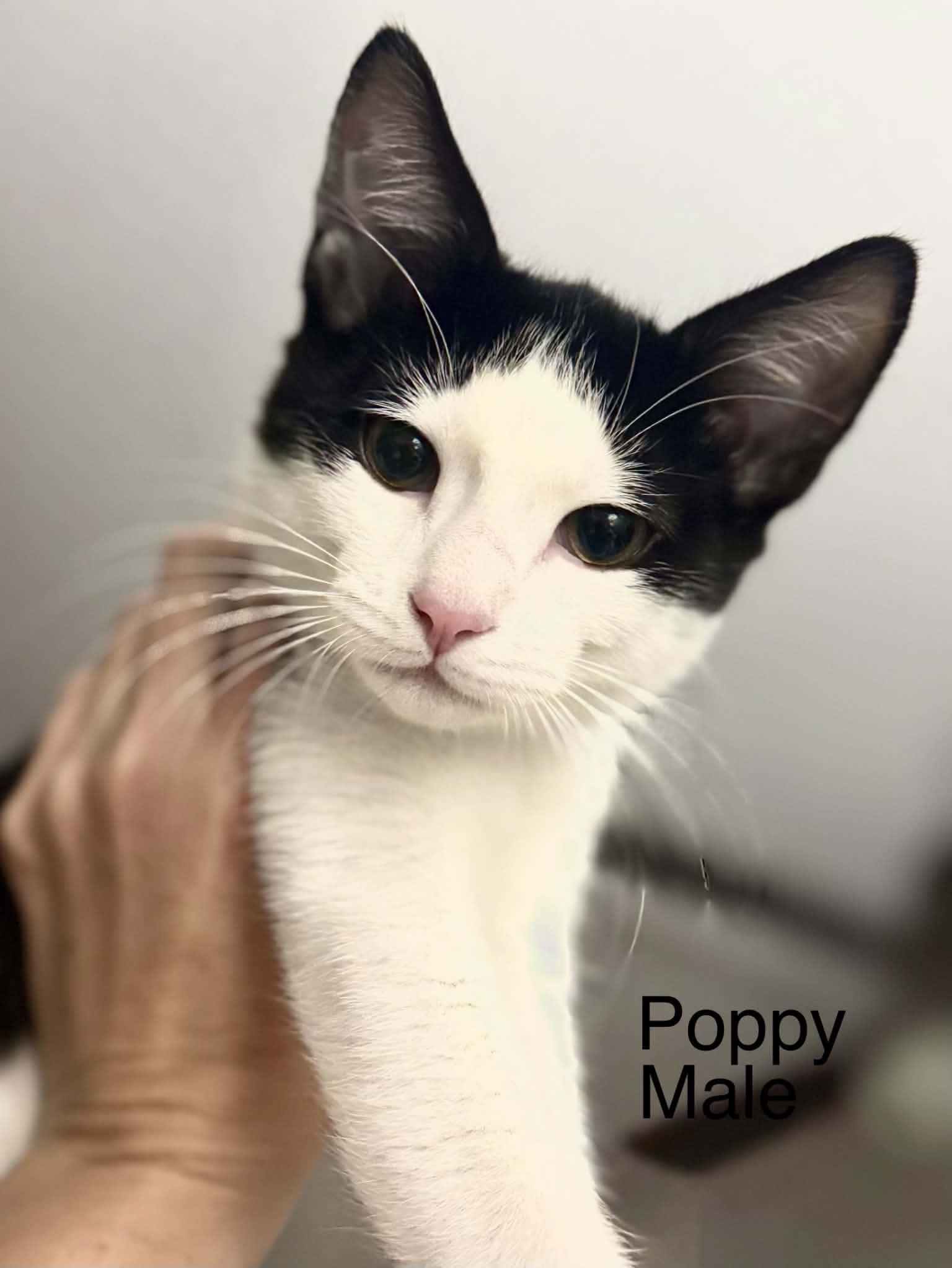 Poppy, Adopted, Kitten Male Domestic Short Hair.