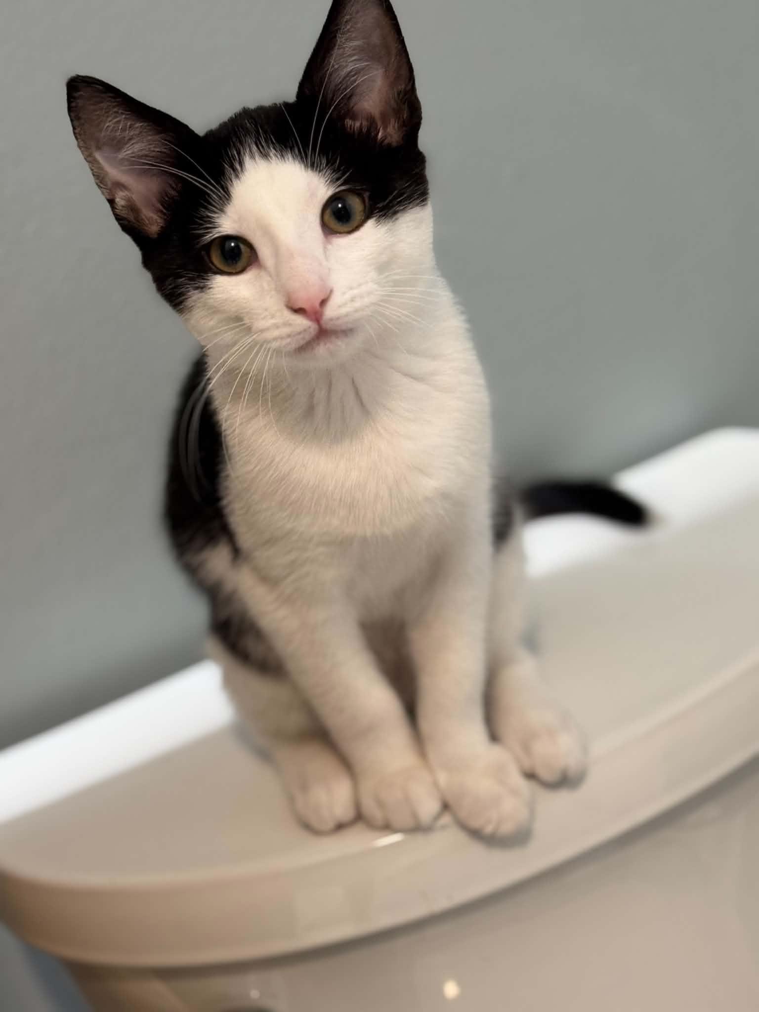 Poppy, a Adopted Domestic Short Hair in Gonic, NH image 2/3
