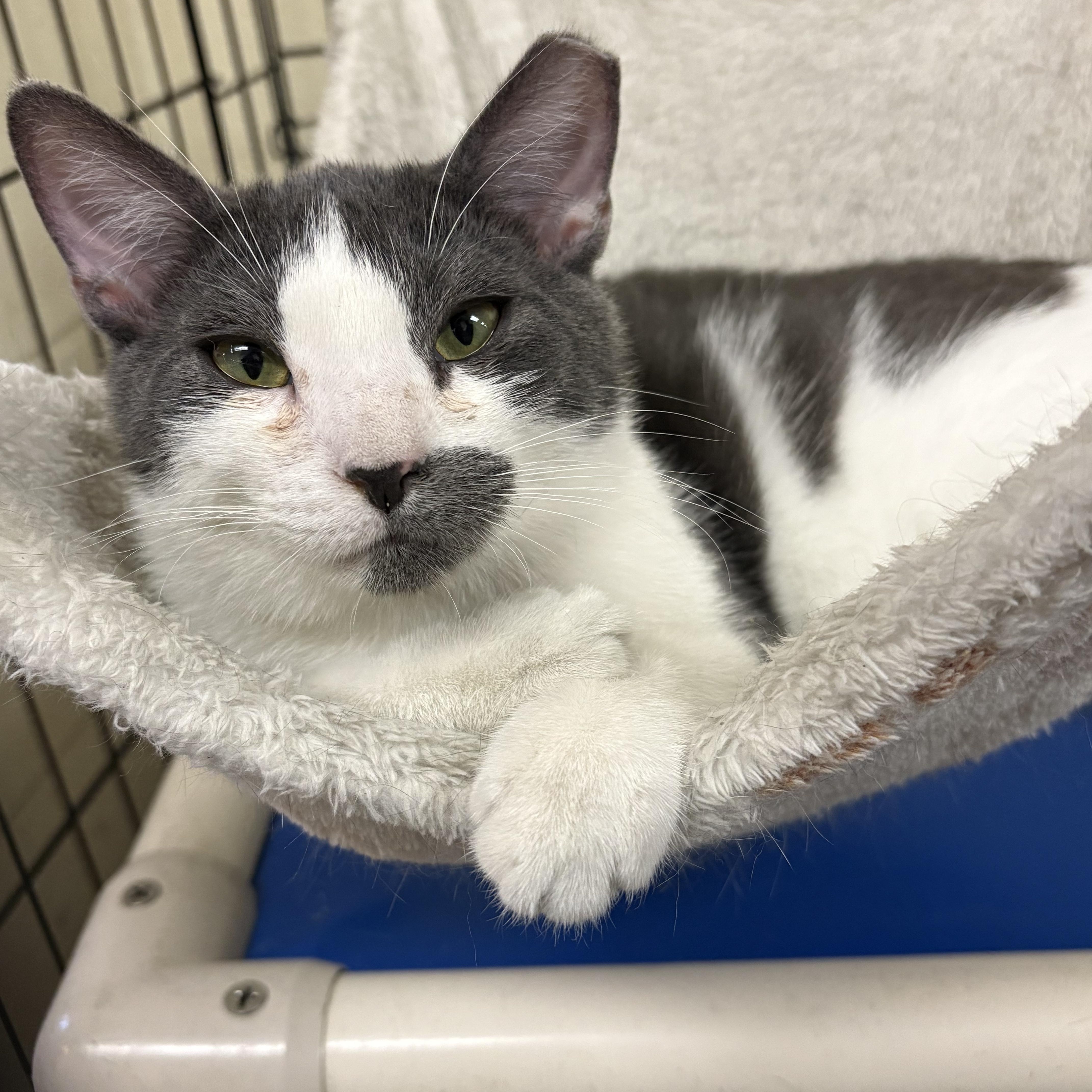 Enlarge Nick, an adopted Domestic Short Hair in Wantagh, NY image 1/2