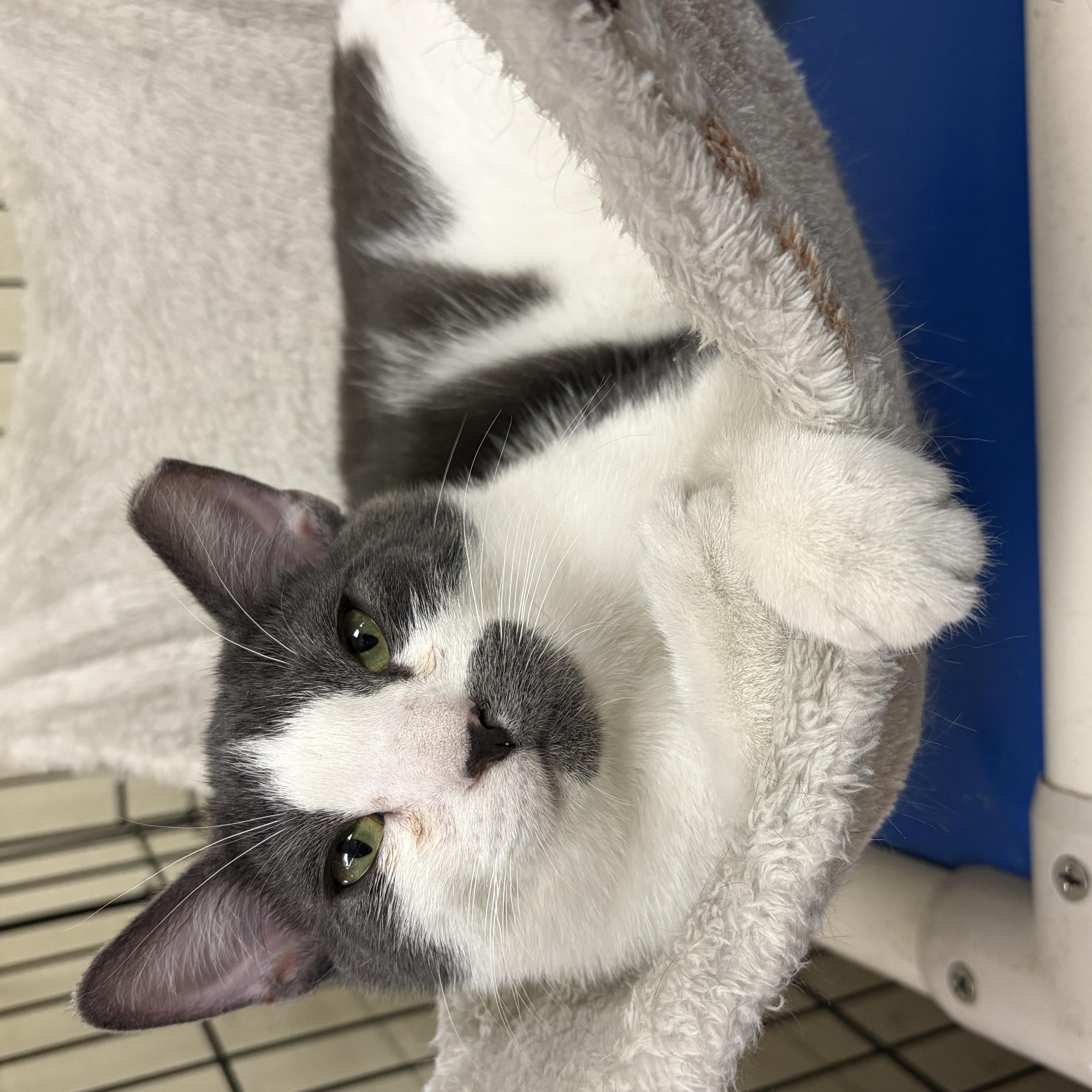 Enlarge Nick, an adopted Domestic Short Hair in Wantagh, NY image 2/2