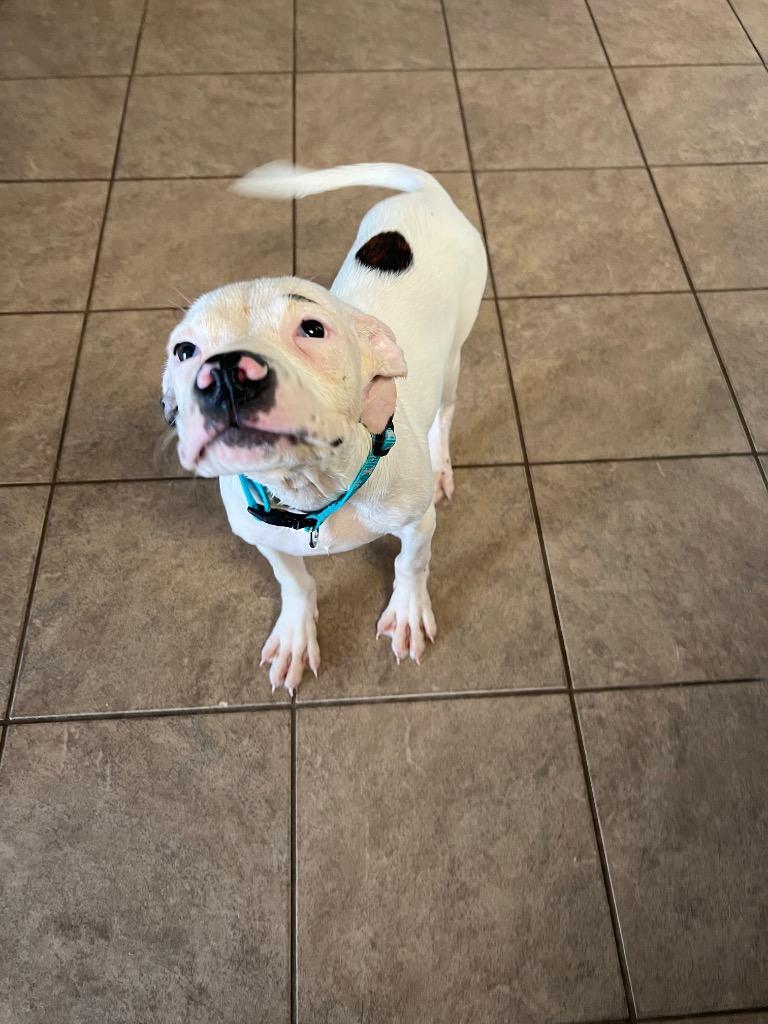 Enlarge Sissy, a Adoptable mixed breed in Marion, OH image 1/2