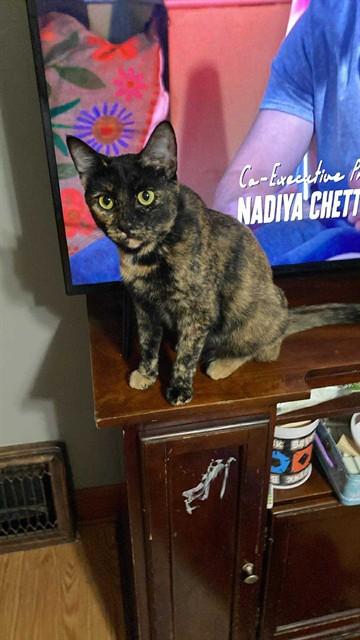 KITTY, Adoptable, Young Female Domestic Short Hair.