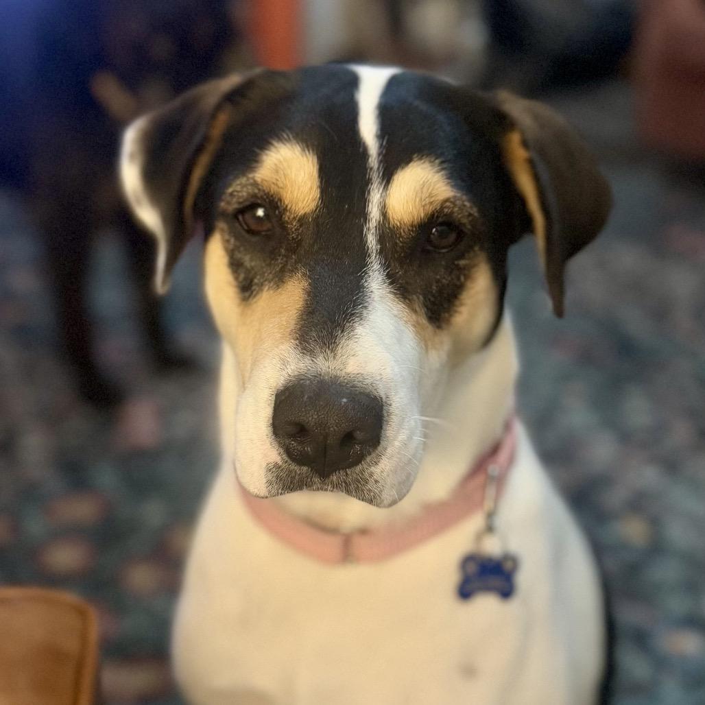 Missy, Adoptable, Adult Female Foxhound & Mixed Breed.