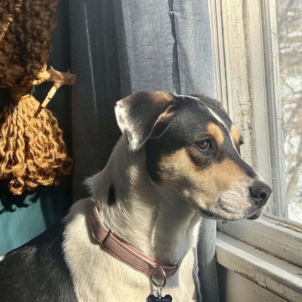 Enlarge Missy, a Adoptable mixed breed in Little Rock, AR image 1/6