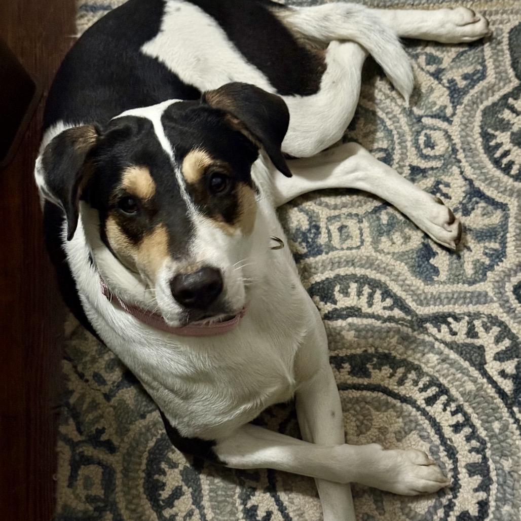 Missy, Adoptable, Adult Female Foxhound & Mixed Breed.