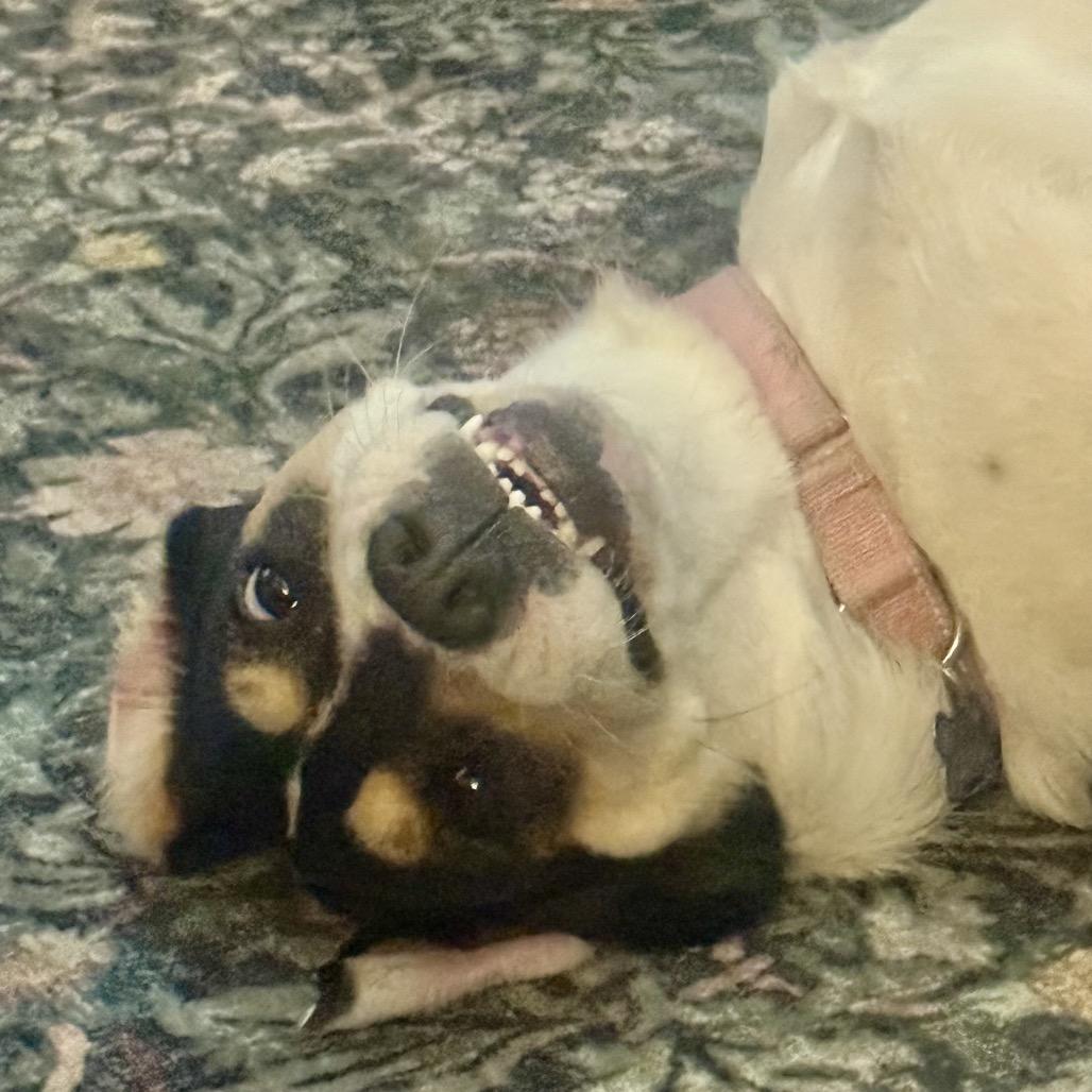 Missy, a Adoptable mixed breed in Little Rock, AR image 2/6
