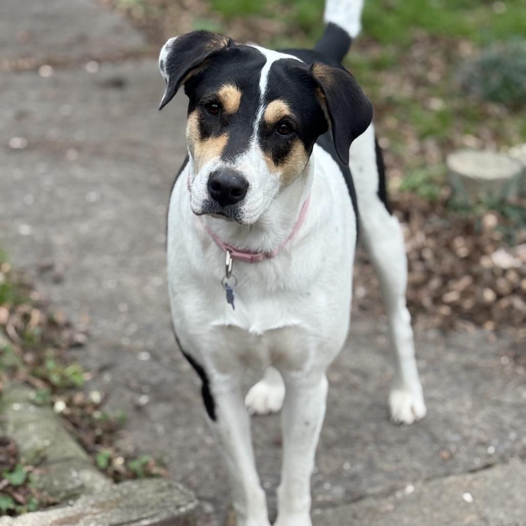 Missy, Adoptable, Adult Female American Foxhound & Mixed Breed.