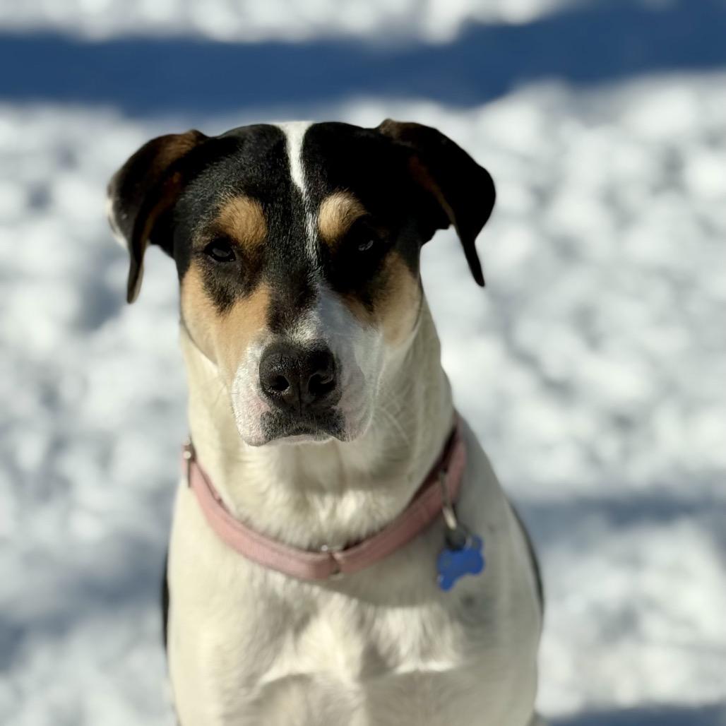 Missy, a Adoptable mixed breed in Little Rock, AR image 4/6