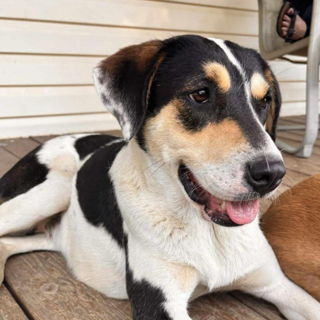 Enlarge Missy, a Adoptable mixed breed in Little Rock, AR image 3/6