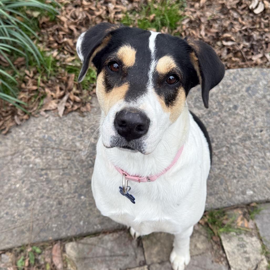 Enlarge Missy, a Adoptable mixed breed in Little Rock, AR image 4/6