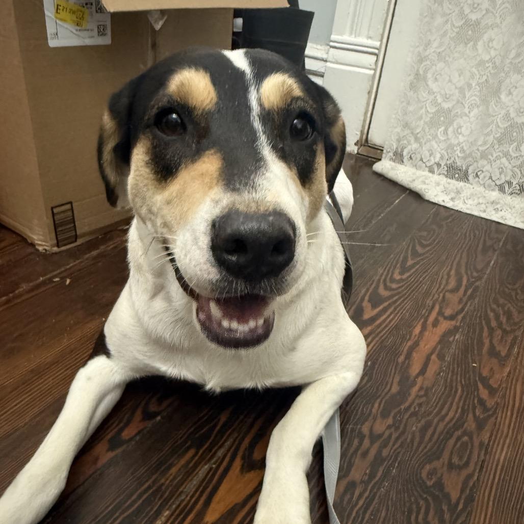 Enlarge Missy, a Adoptable mixed breed in Little Rock, AR image 5/6