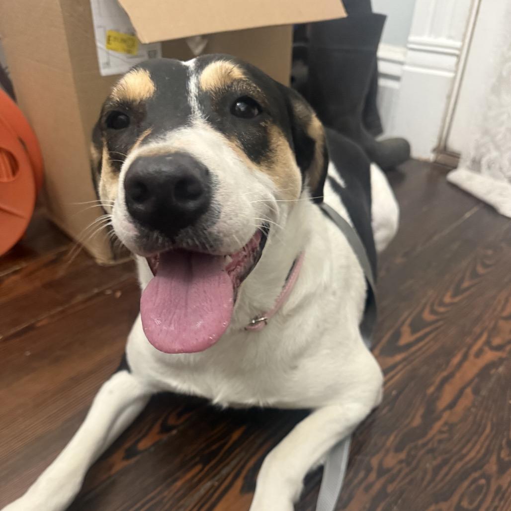 Enlarge Missy, a Adoptable mixed breed in Little Rock, AR image 6/6