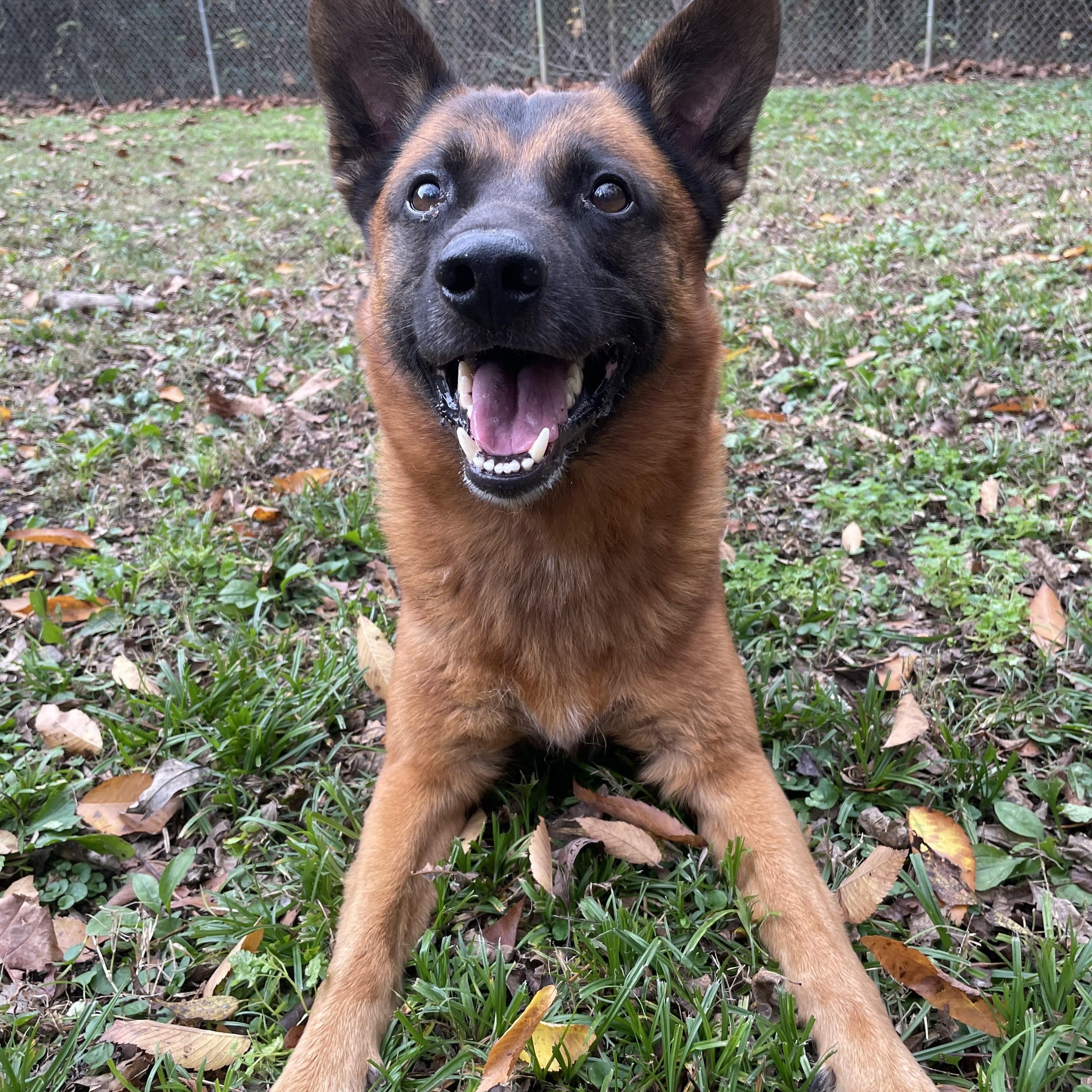 Enlarge Gator, a Adoptable mixed breed in Heber Springs, AR image 3/6