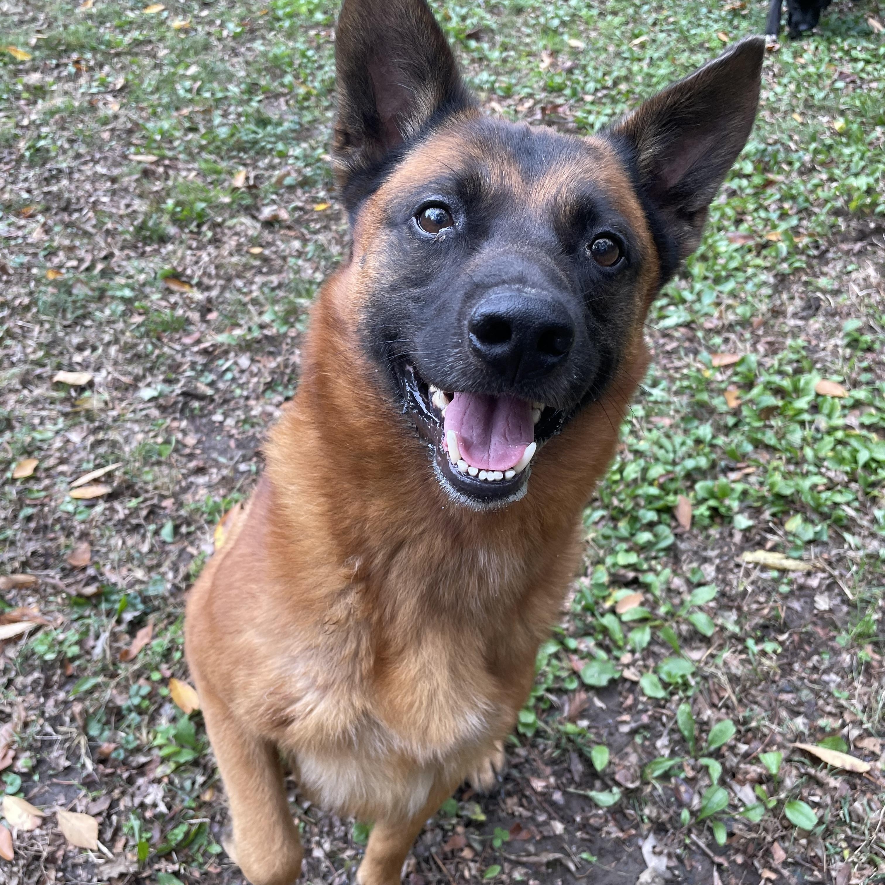 Enlarge Gator, a Adoptable mixed breed in Heber Springs, AR image 4/6