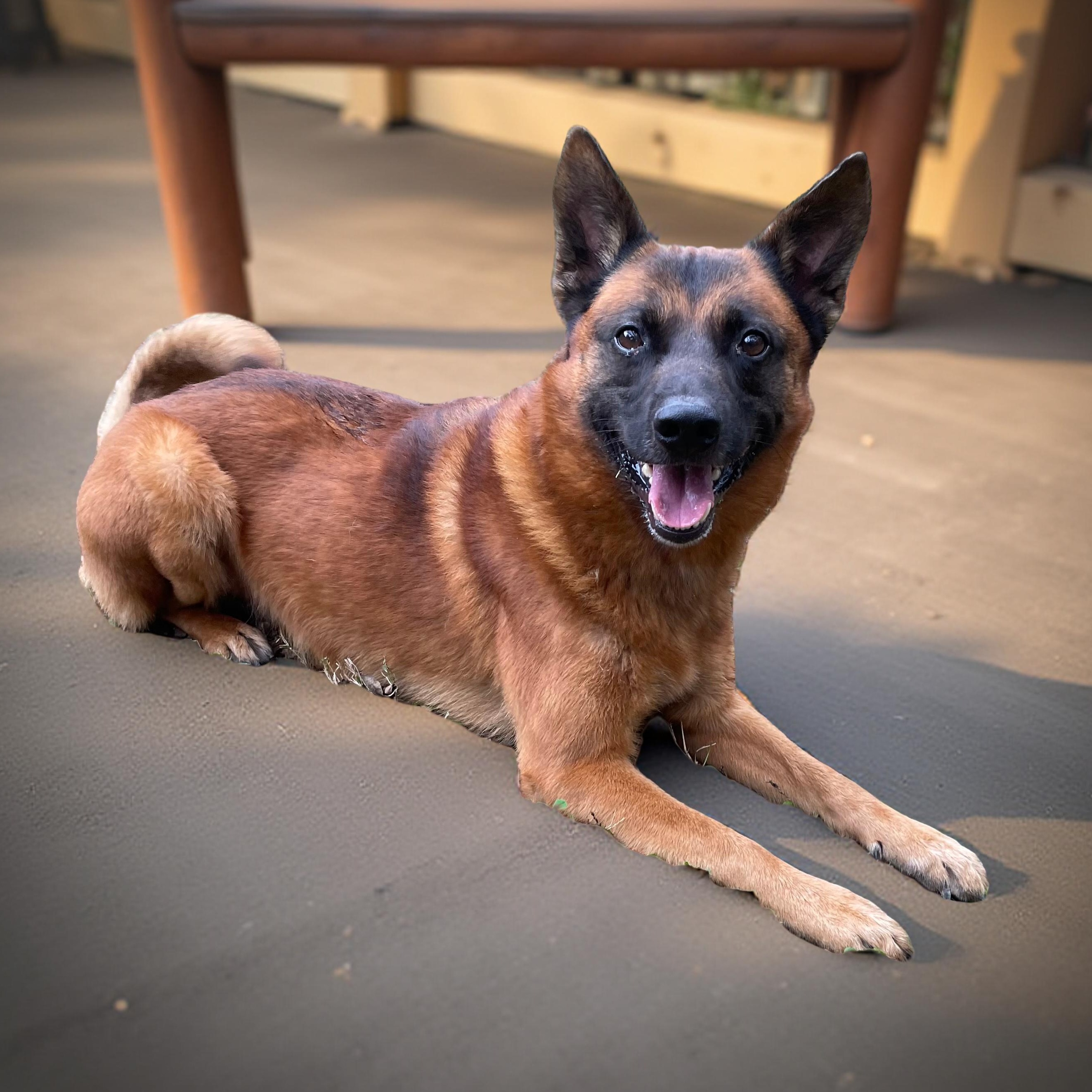 Enlarge Gator, a Adoptable mixed breed in Heber Springs, AR image 2/6