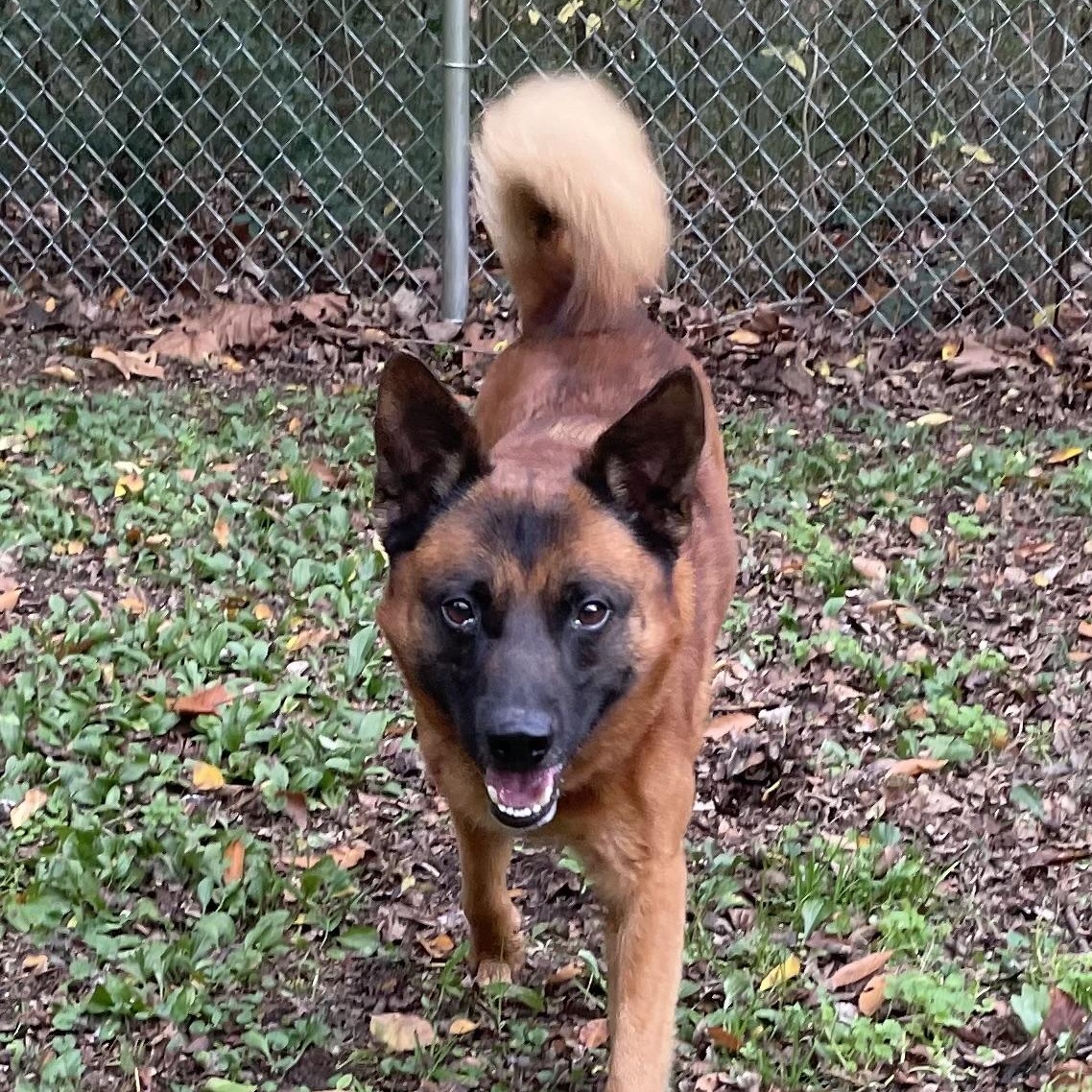 Enlarge Gator, a Adoptable mixed breed in Heber Springs, AR image 5/6