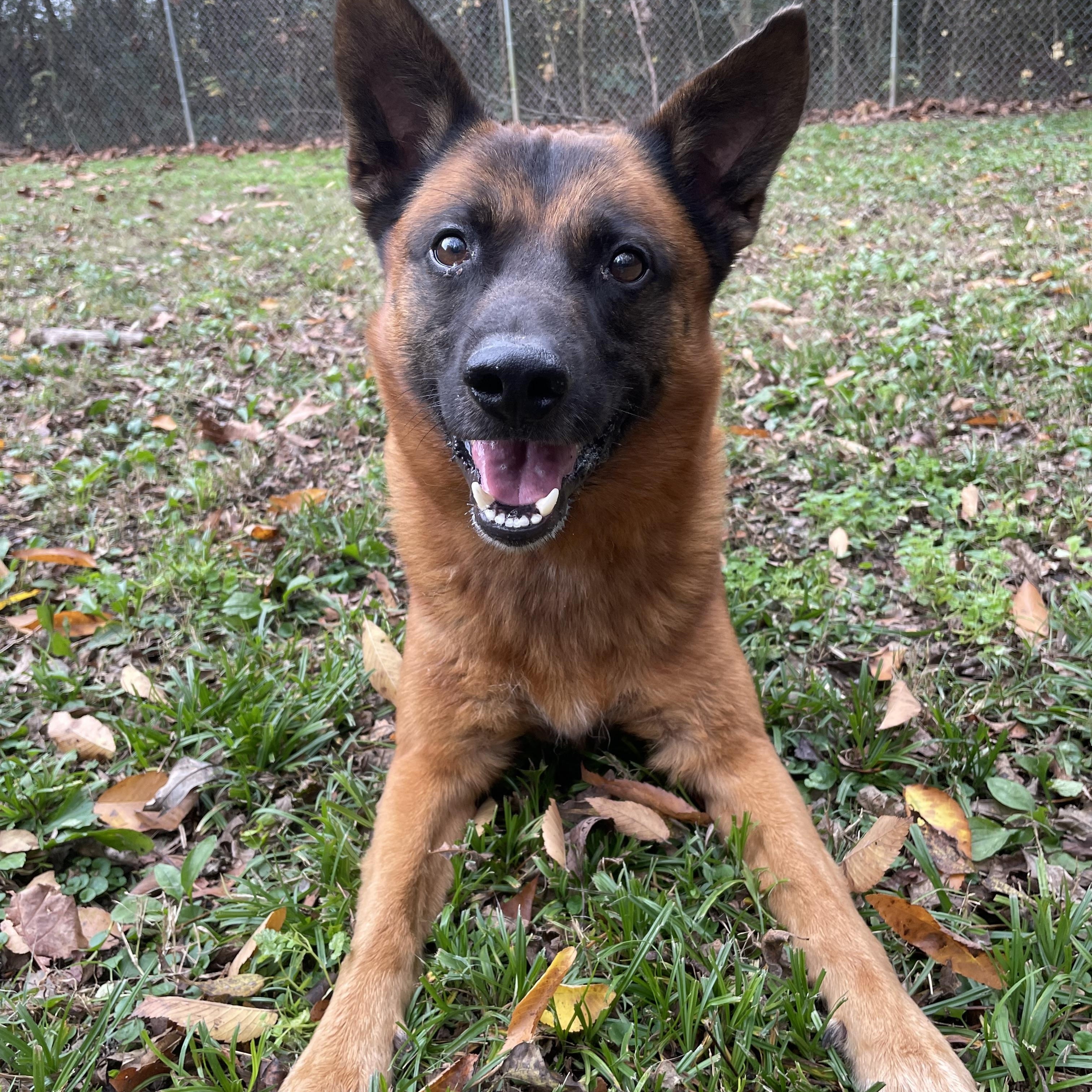 Enlarge Gator, a Adoptable mixed breed in Heber Springs, AR image 6/6
