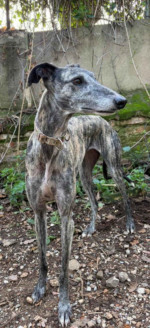 Despe, Adoptable, Young Female Greyhound & Galgo Spanish Greyhound.