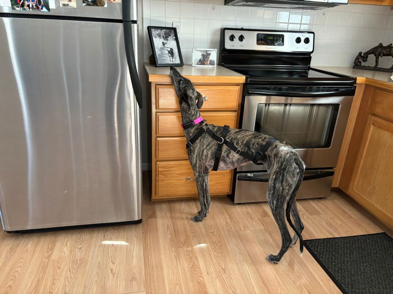 Enlarge Despe, a Adoptable mixed breed in Kansas City, MO image 2/3