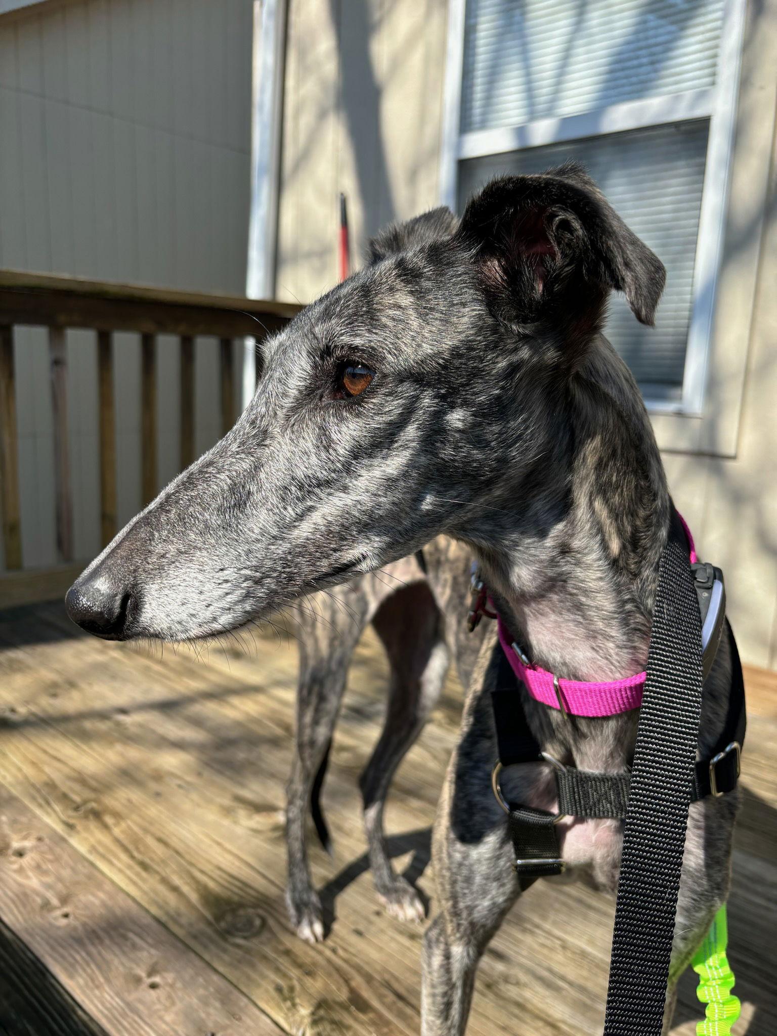 Despe, Adoptable, Young Female Greyhound & Galgo Spanish Greyhound.