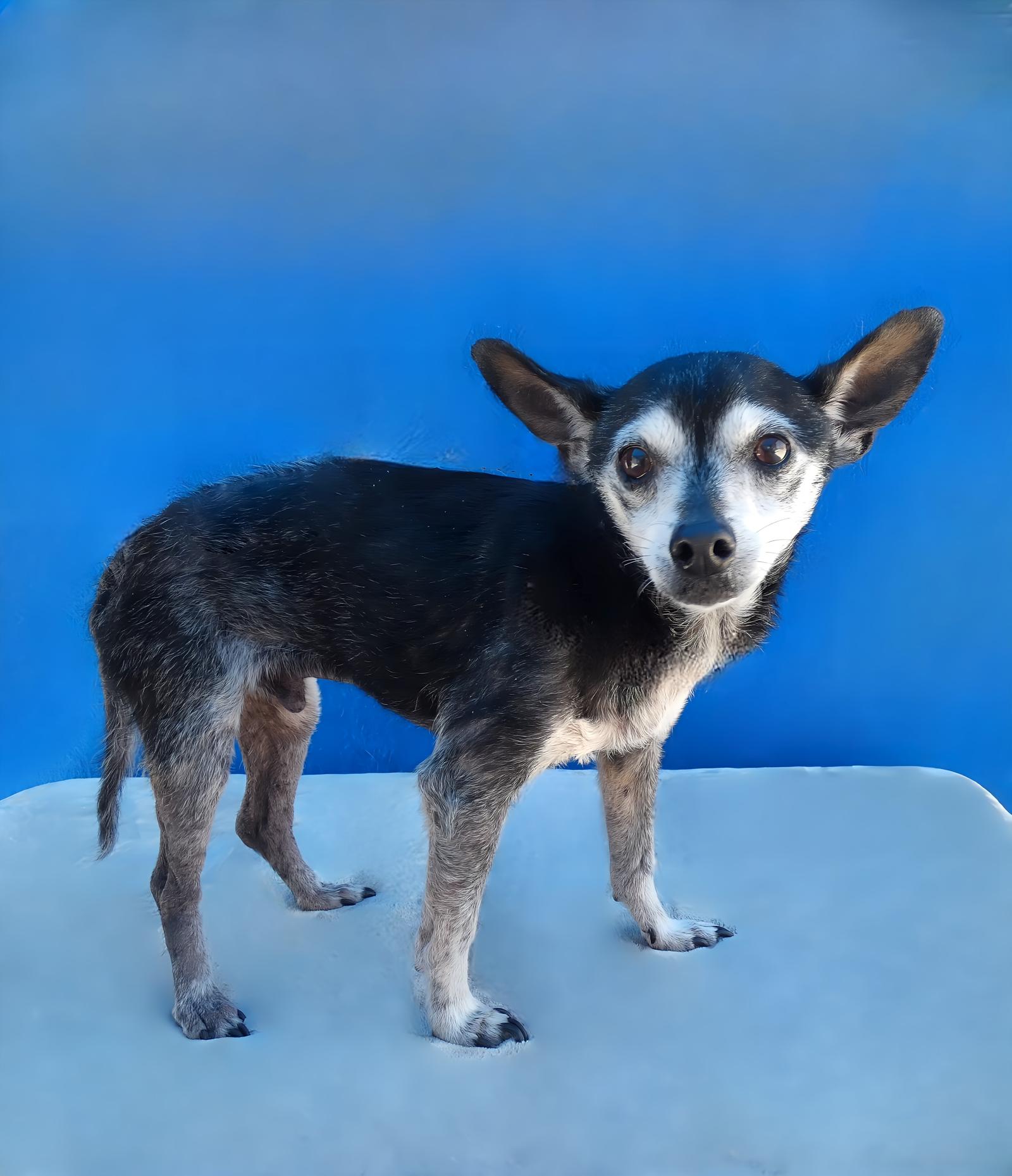CHICO, a Adoptable Chihuahua in Pasadena, CA image 1/2