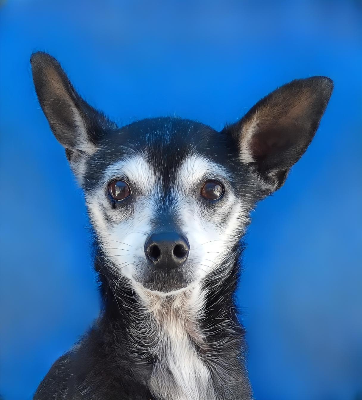 CHICO, a Adoptable Chihuahua in Pasadena, CA image 2/2
