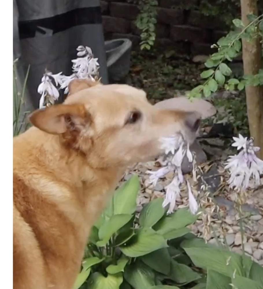 Enlarge Jordan, a Adoptable mixed breed in Dacula, GA image 1/3