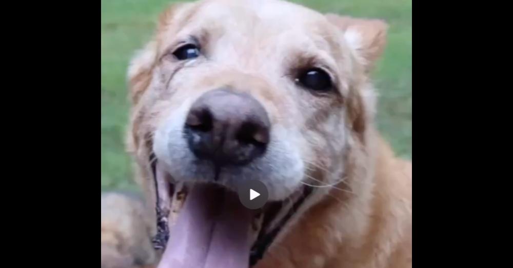 Enlarge Jordan, a Adoptable mixed breed in Dacula, GA image 2/3