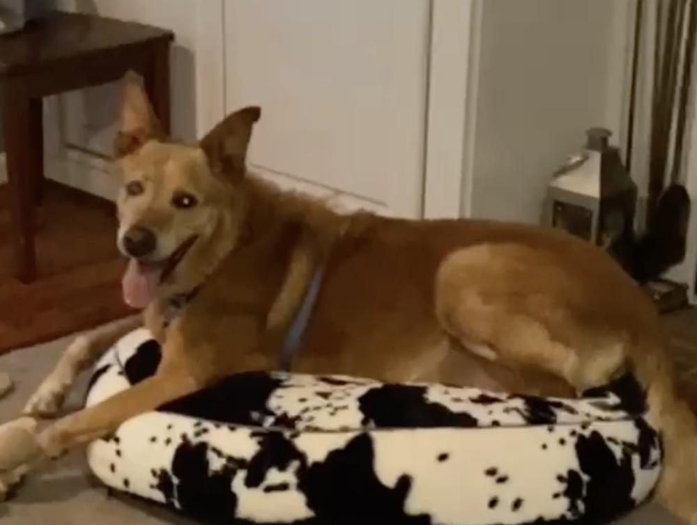 Enlarge Jordan, a Adoptable mixed breed in Dacula, GA image 3/3