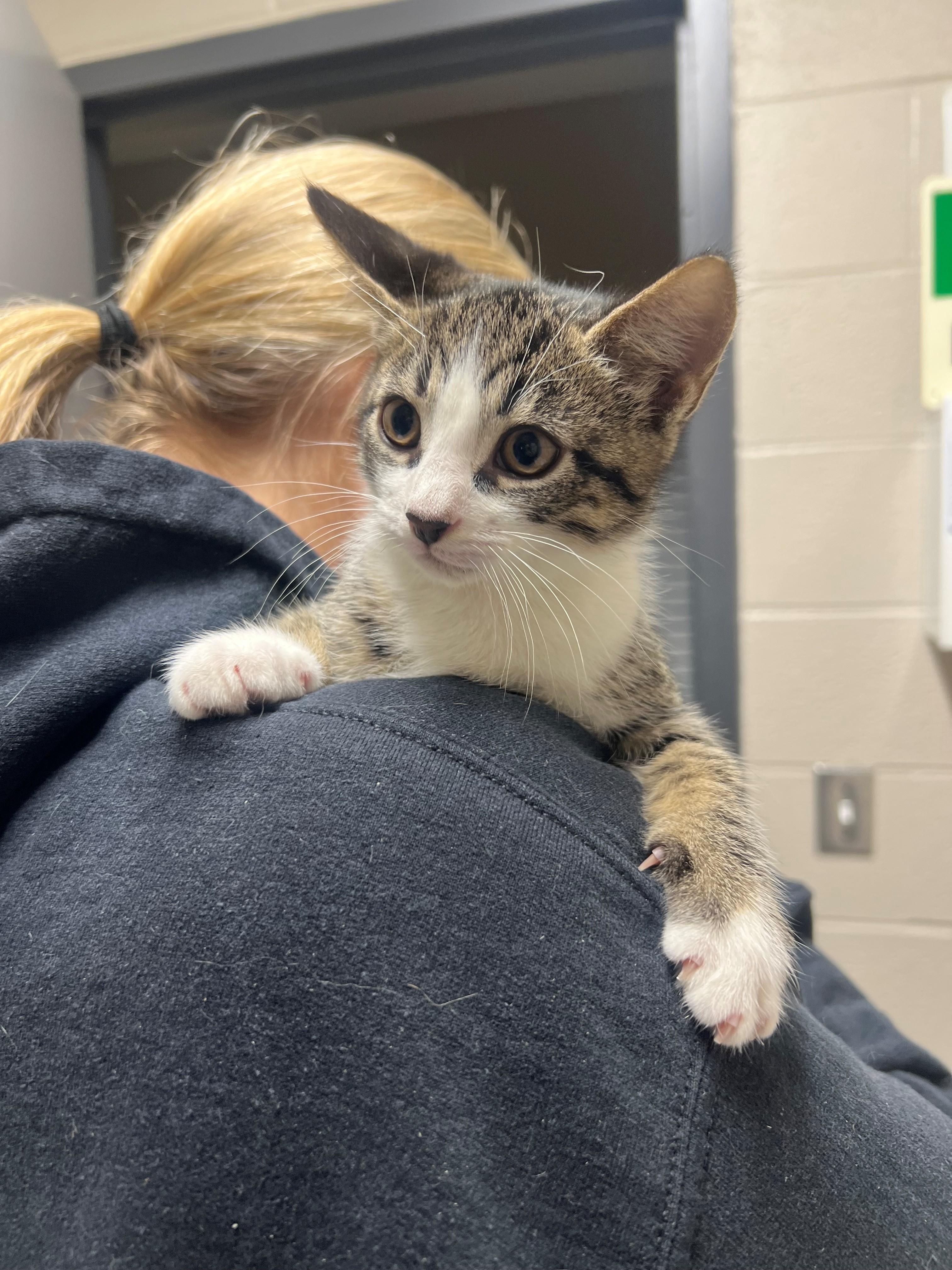 Kirby CS-290/26, Adoptable, Kitten Male Domestic Short Hair.