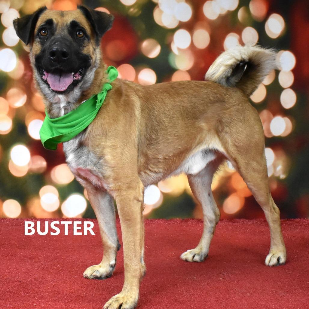 Buster, Adoptable, Adult Male Black Mouth Cur.