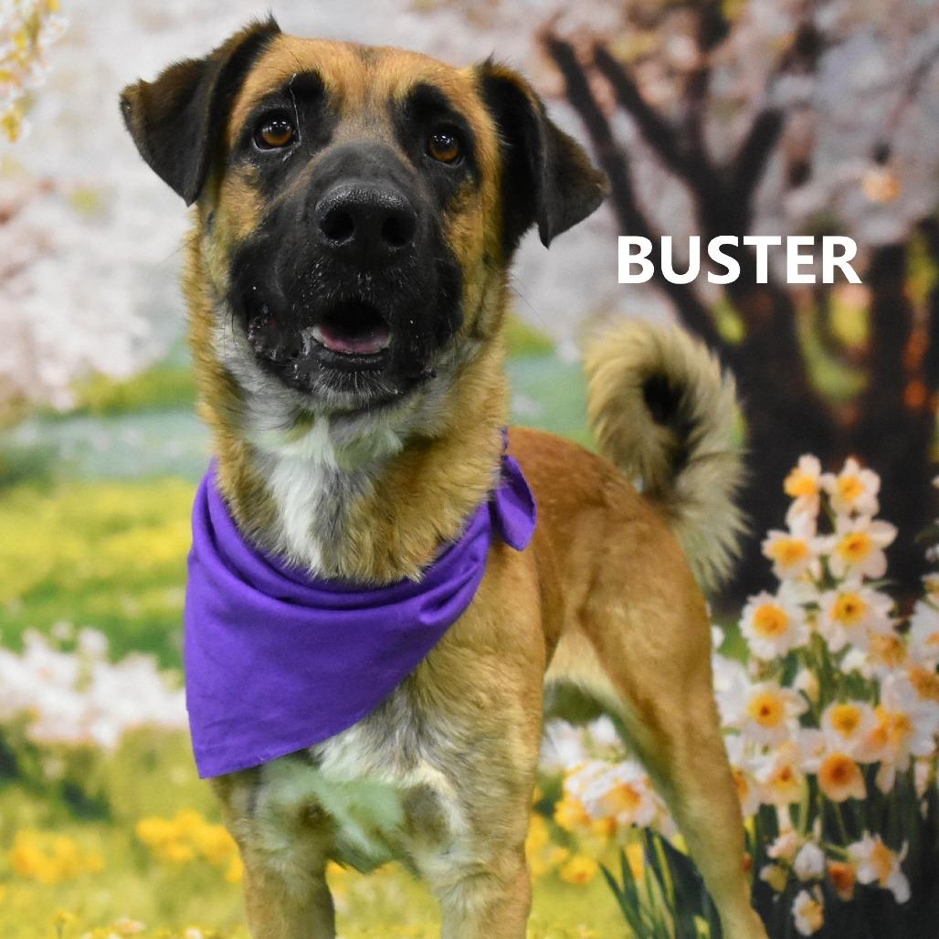 Enlarge Buster, a Adoptable Black Mouth Cur in Yuma, AZ image 2/4