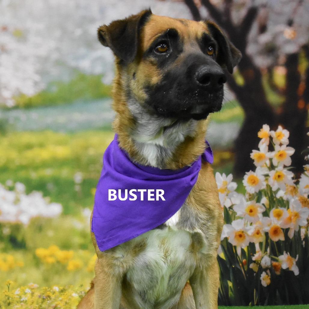 Enlarge Buster, a Adoptable Black Mouth Cur in Yuma, AZ image 3/4