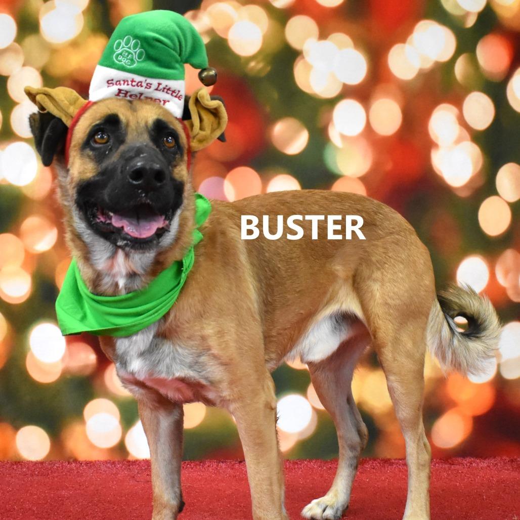 Enlarge Buster, a Adoptable Black Mouth Cur in Yuma, AZ image 4/4