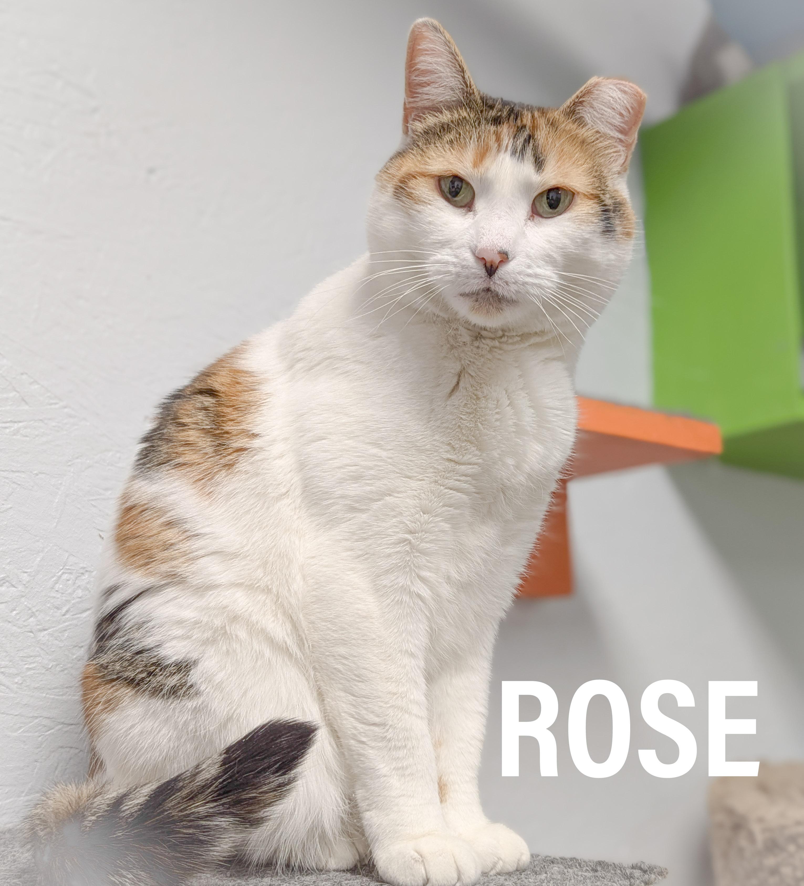 ROSE, a Adoptable mixed breed in Griffith, IN image 4/6