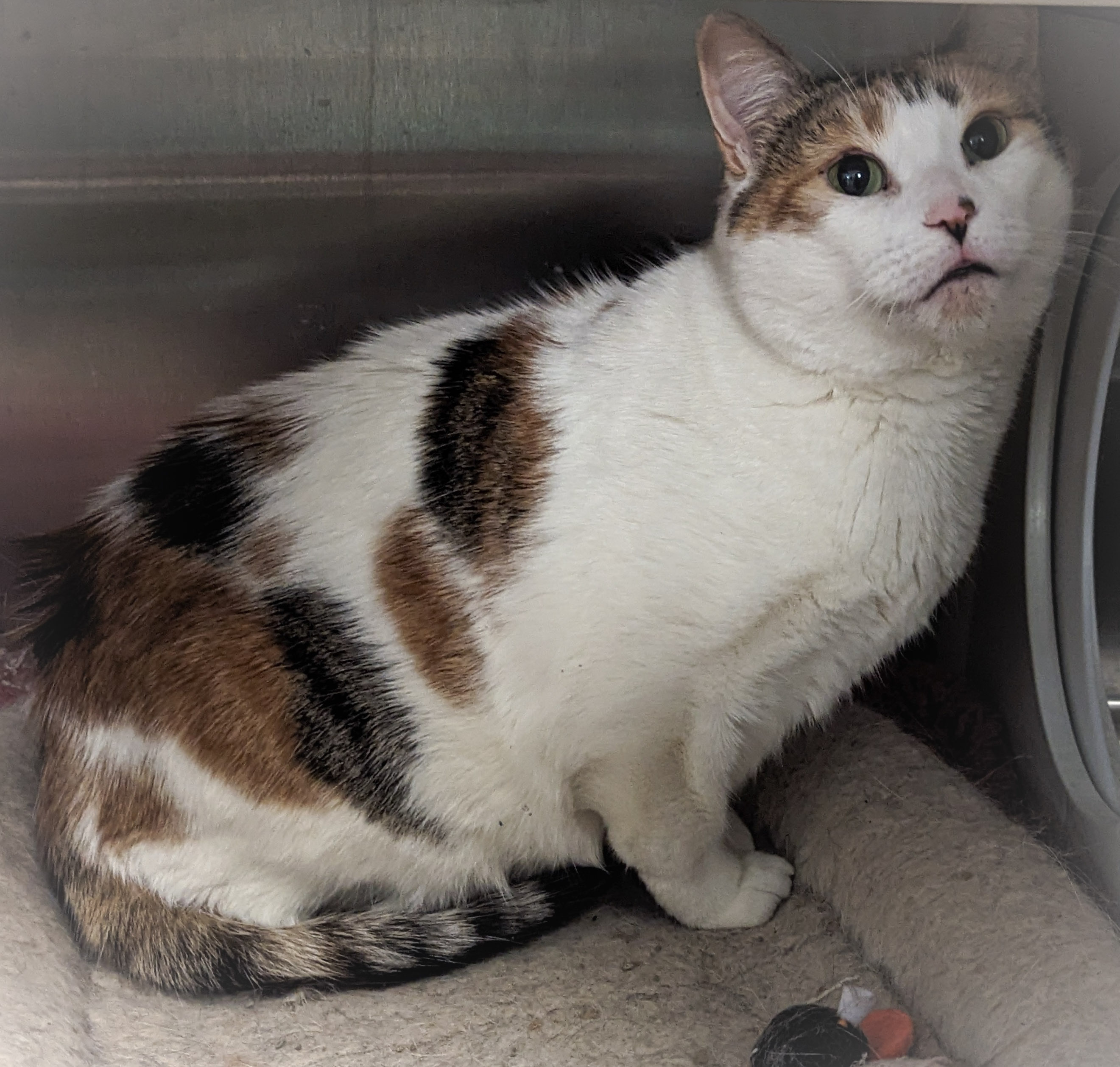 ROSE, a Adoptable mixed breed in Griffith, IN image 3/6